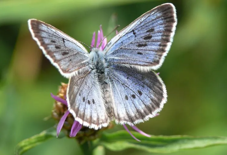 Fascinující příběh modrého souseda